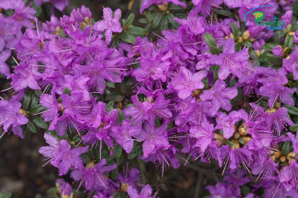 Rhododendron Luisella
